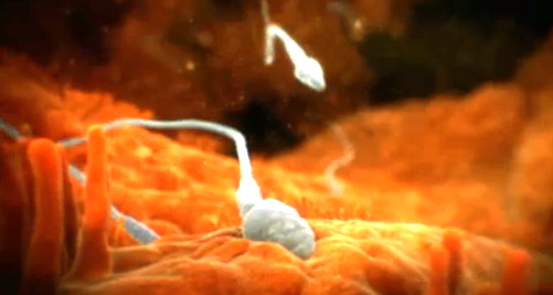 The select few sperms that make it into the fallopian tube can stay alive for up to 5 days awaiting the egg. Following ovulation, a powerful chemical stimulus from the egg 'awakens' the waiting sperm and the race to fertilize the egg resumes. 