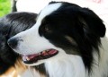 Border Collie Dog Breed Facts & Border Collie Information