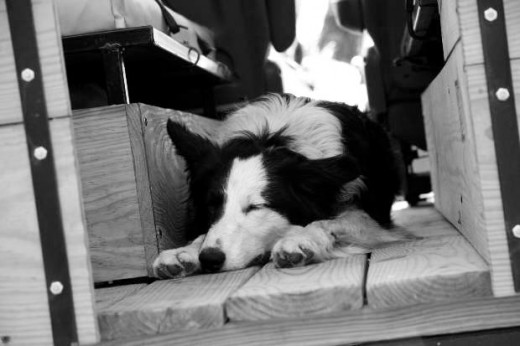 black and white dog photo