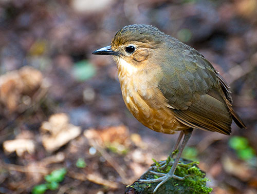 Tawny Antpitta (Grallaria quitensis) Yanacocha Reserve, Ecuador