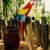 This parrot also did tricks This parrot also did tricks