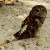 Owl Owl