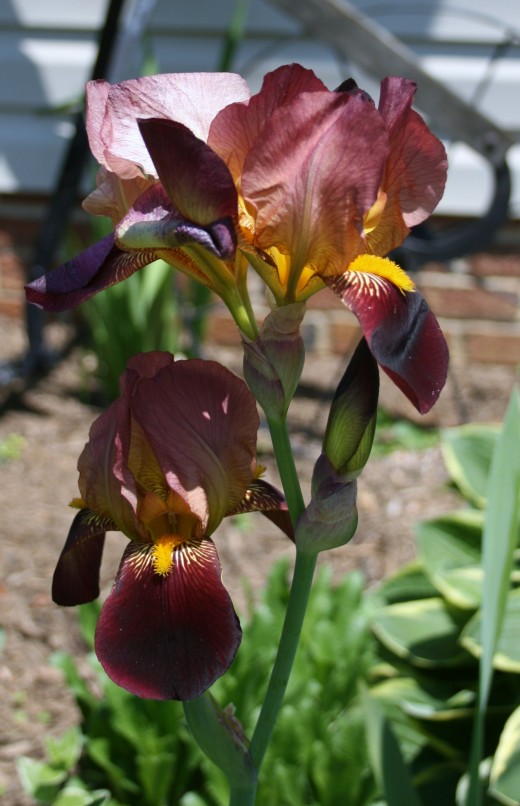 See the "beards" on this tall bearded iris's lower petals?