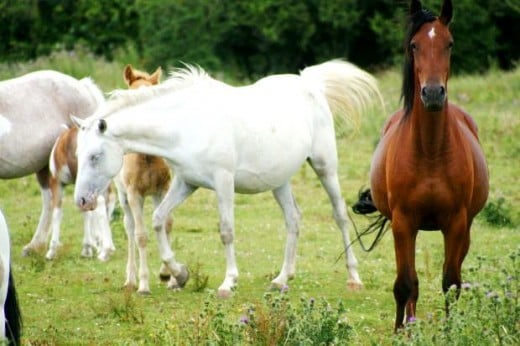 Picture of Wild Horses