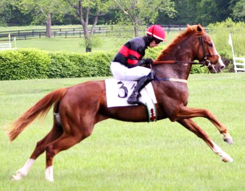 racing horse picture and red horse picture