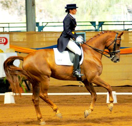 chestnut equestrian horse image