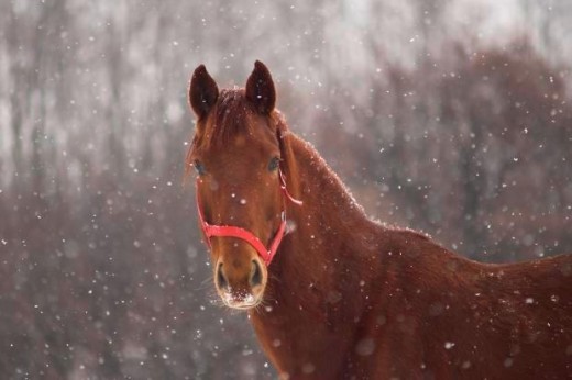 Red Horse Picture - horse in snow
