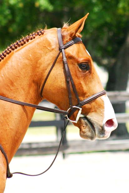 chestnut dressage horse pic