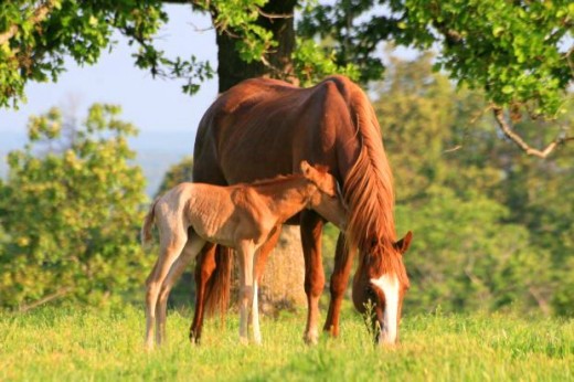 chestnut baby horse with chestnut horse mare
