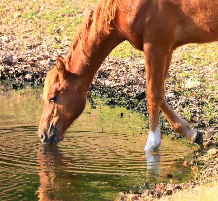 short pony horse drinking water