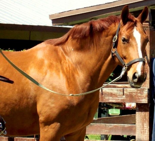 chestnut horse outside