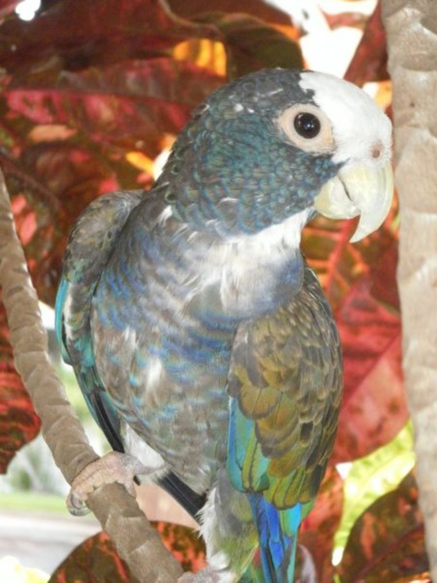 Pionus Parrot With Attitude