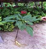 Ginseng Farming