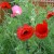 Poppy Poppy