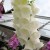 Foxglove Foxglove
