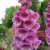 Foxglove Foxglove