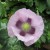 Poppy Poppy