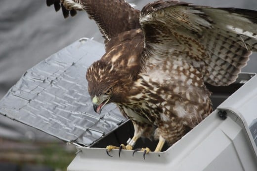 Red-tailed Hawk being released