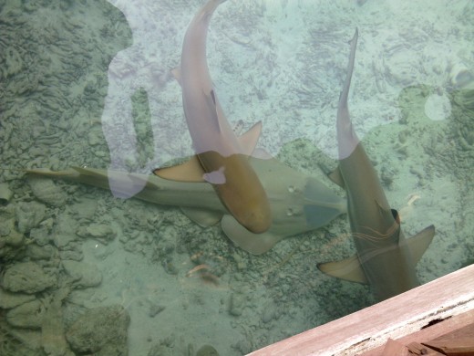 Sharks and stingray in captivity.