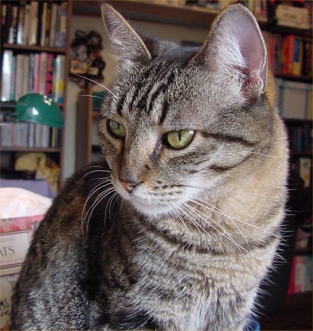 A nice pussy