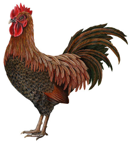 An awesome cock