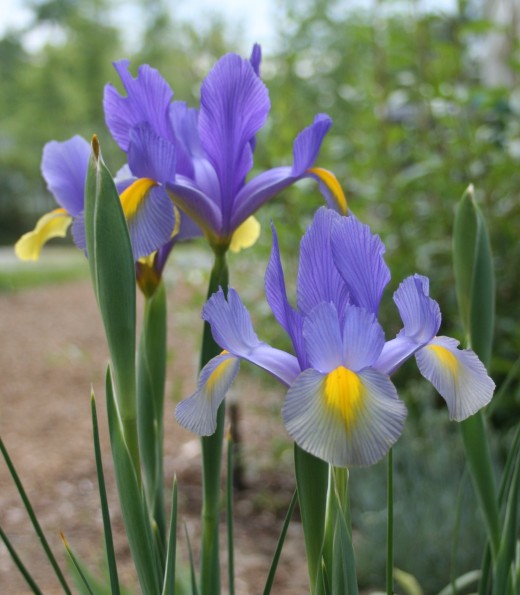 Beardless irises lack the fuzzy, caterpillar-like ridges on their lower petals that characterize the bearded varieties.