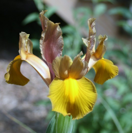 Liked bearded irises, beardless varieties come in a variety of colors.