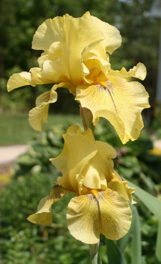Tall bearded iris blossoms are definitely showy!