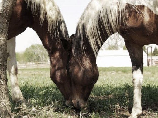 horses eating together