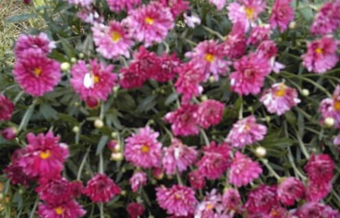 Pink chrysanthemums add a festice touch of color when fall arrives in Ohio.