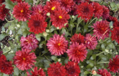 Hardy mums decorate the fall  landscape in a variety of colors.