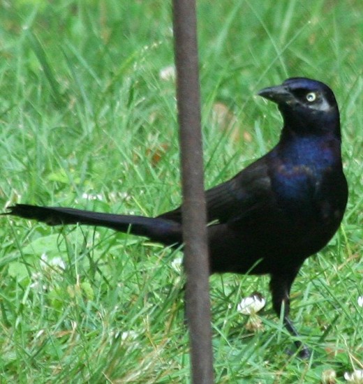 Common Grackle (male) Photo: M. Crosby