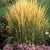 2001 Perennial Plant of the Year Calamagrostis x acutiflora Karl Foerster (Feather Reed Grass) 