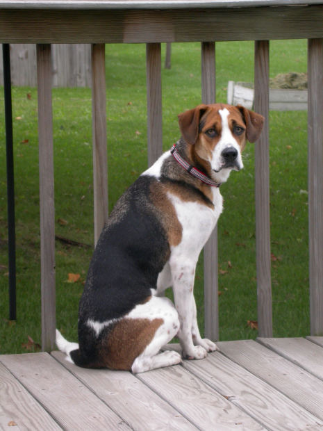 American Foxhound