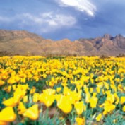 Las Cruces profile image