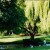 Weeping willow tree by the water where ducks are hoping for a handout. Weeping willow tree by the water where ducks are hoping for a handout.