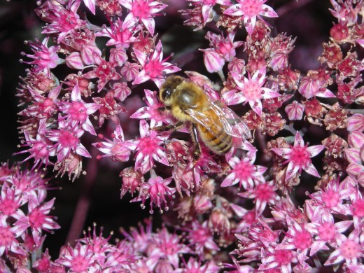A Honeybee On A Sedum. A Honeybee On A Sedum.