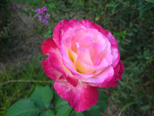 Rose Double Delight, Two Days Blooming. Rose Double Delight, Two Days Blooming.