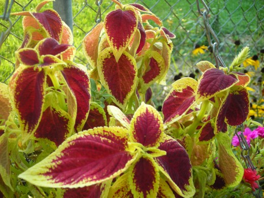 Mahoghany And Yellow-Leaved Coleus. Mahoghany And Yellow-Leaved Coleus.