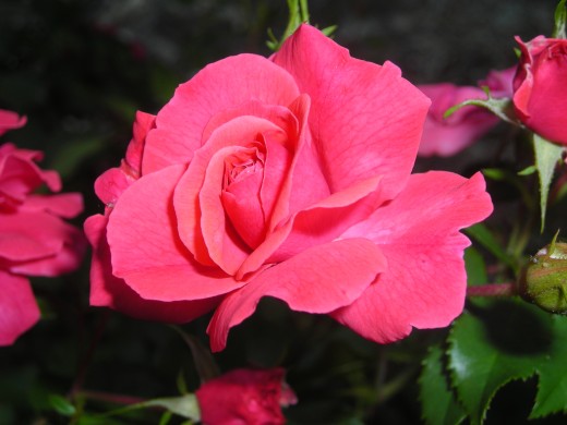 Shrub Rose Beauty Up Close. Shrub Rose Beauty Up Close.