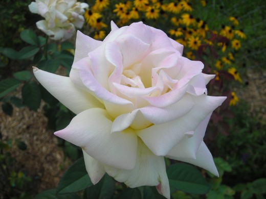 A Stunning Pascali! A Stunning Pascali!