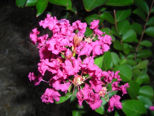 Our Second Crepe Myrtle: Early Blooms. Our Second Crepe Myrtle: Early Blooms.