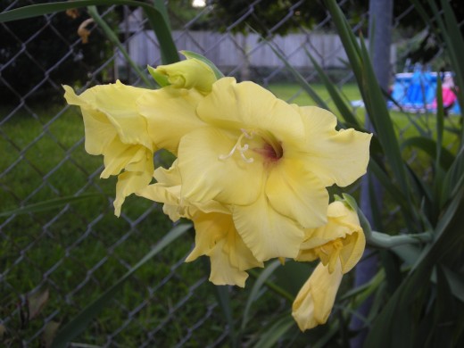 A Yellow Gladiolus: These Make Great Cut Flowers. A Yellow Gladiolus: These Make Great Cut Flowers.