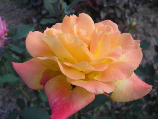 Rio Samba Hybrid Tea Rose: A Very Prolific Bloomer. Rio Samba Hybrid Tea Rose: A Very Prolific Bloomer.