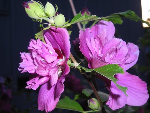 Oh The Rose Of Sharon! Oh The Rose Of Sharon!