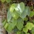 Sacred Fig Sacred Fig