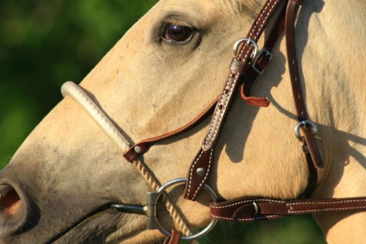 how to put on a horse bridle