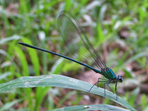 Damselfly