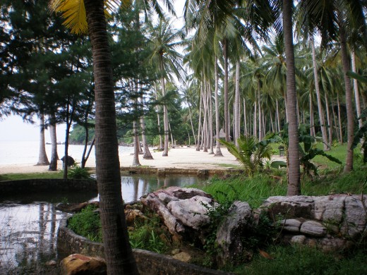 Nirvana Beach with rows of coconut trees. 