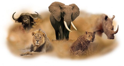 The "Big 5" Of Africa | hubpages